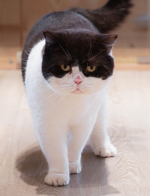 Cat Dad Funny T-Shirt