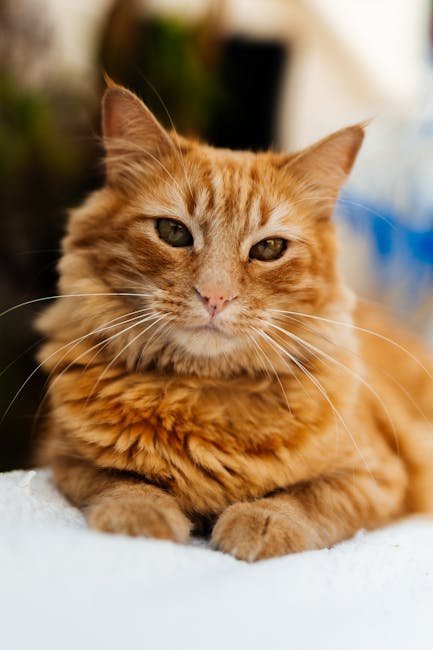 Custom Pet Calendar 2026