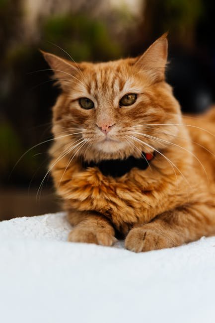 Custom Pet Calendar 2026