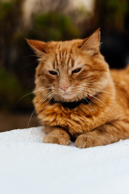 Custom Pet Name Bandana