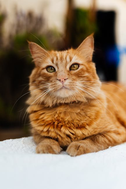 Custom Pet Photo Keychain