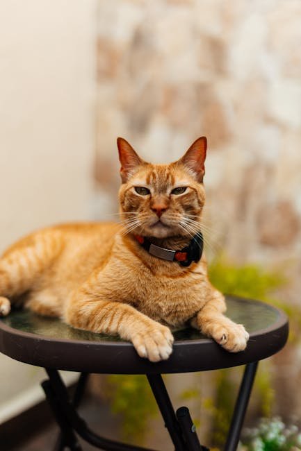 Custom Pet Photo Keychain