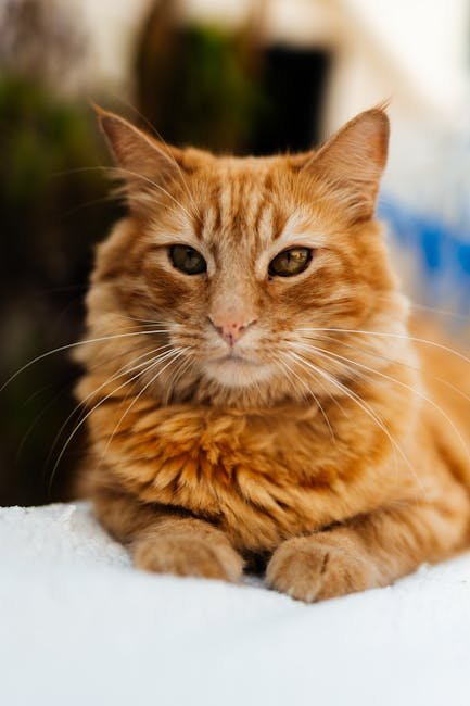 Custom Pet Photo Phone Case