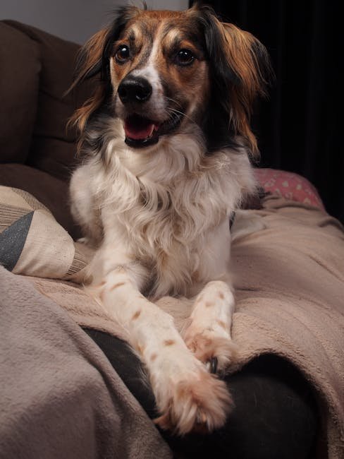 "I Work Hard So My Dog Can Have A Better Life" Tee