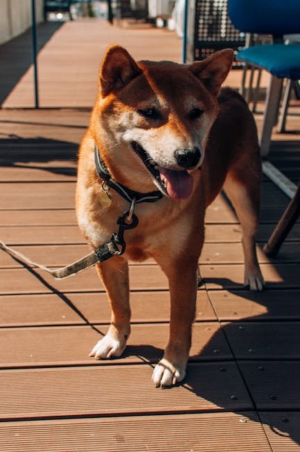Paw Print Bracelet - Adjustable