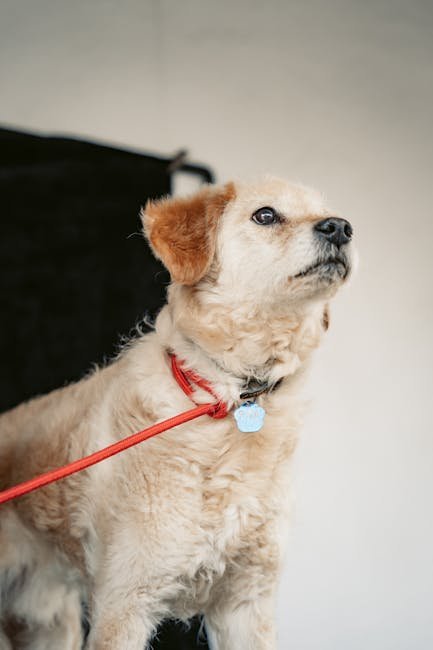 Paw Print Bracelet - Adjustable