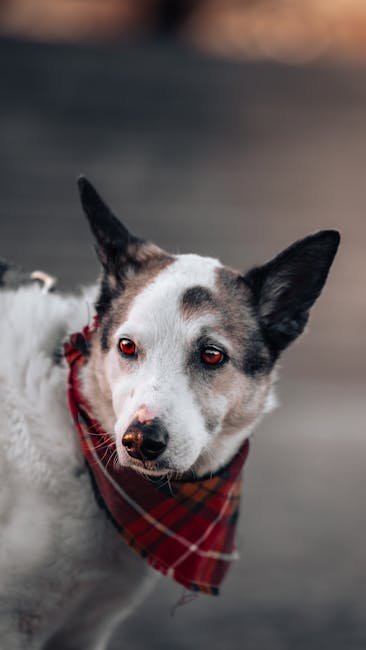 Personalized Dog Collar