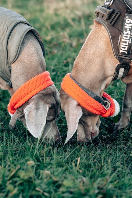 Personalized Dog Collar