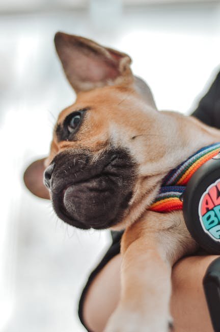 Pet Memorial Photo Frame